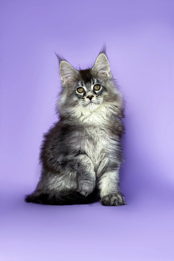 Fluffy gray and white Maine Coon kitten sitting upright, perfect for cat lovers