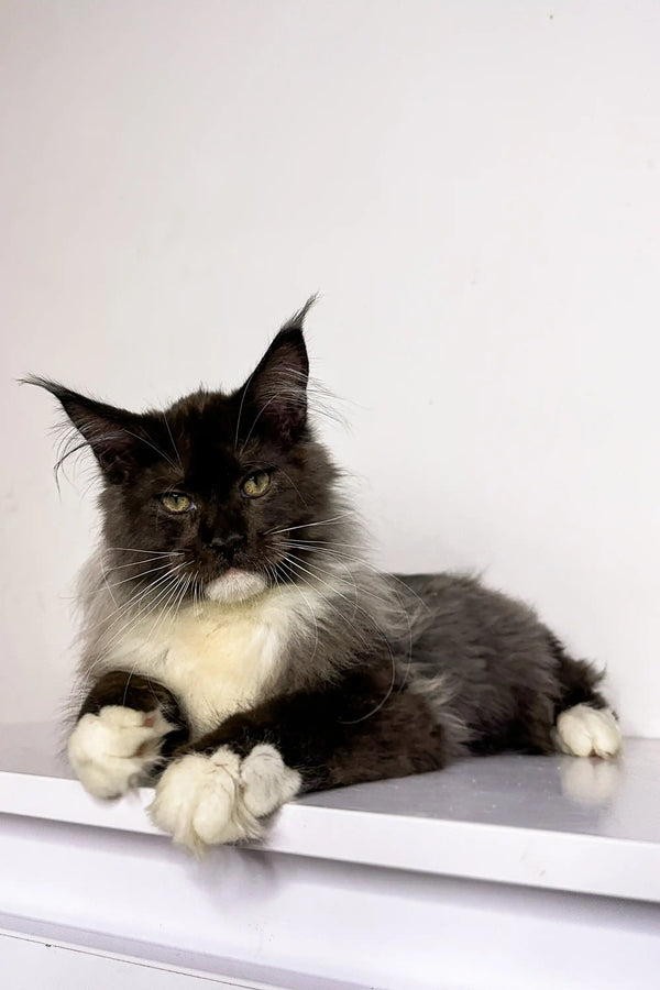 Long-haired black and white Maine Coon lounging, perfect for a Maine Coon kitten lover