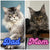 Two Maine Coon cats labeled Dad and Mom showcasing the adorable Maine Coon kitten Nick