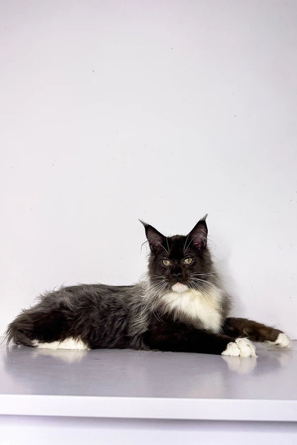 Long-haired Maine Coon kitten Nick lying down, looking alert and cute