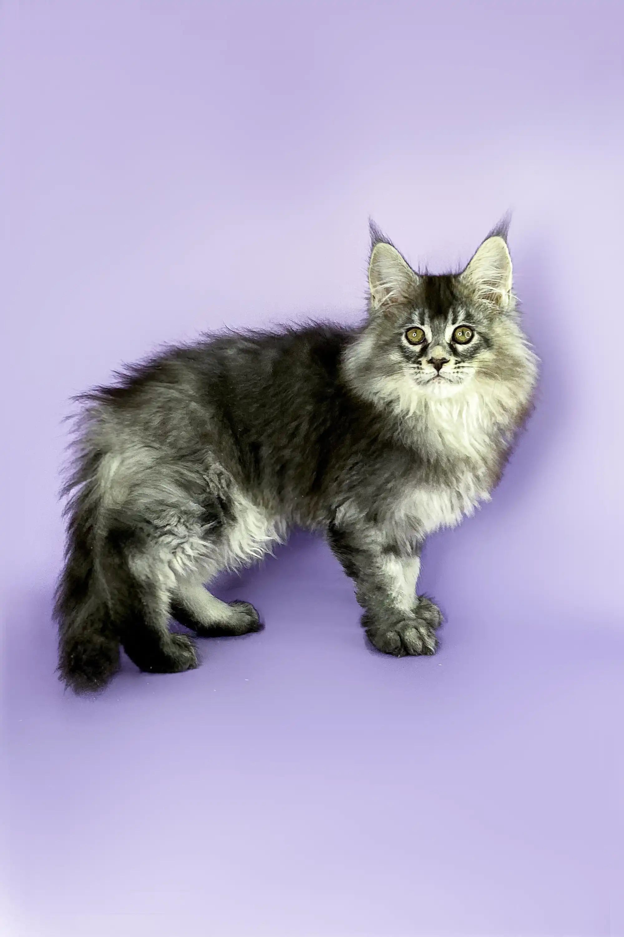 Maine Coon Kittens for Sale Nick | Kitten