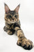 Polydactyl Maine Coon Kitten with ear tufts and a long paw ready to play