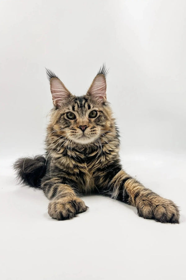 Adorable Polydactyl Maine Coon Kitten with fluffy coat and cool ear tufts