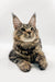 Polydactyl Maine Coon kitten Nick showing off fluffy coat and ear tufts