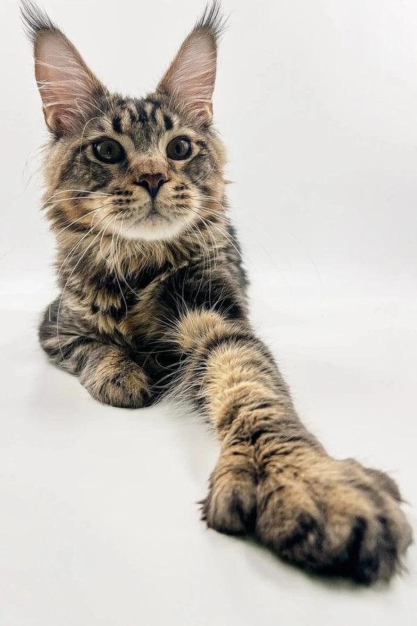 Polydactyl Maine Coon kitten Nick with fluffy tail and ear tufts