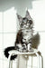 Maine Coon kitten in black silver tabby sitting on a white stool named Nickel