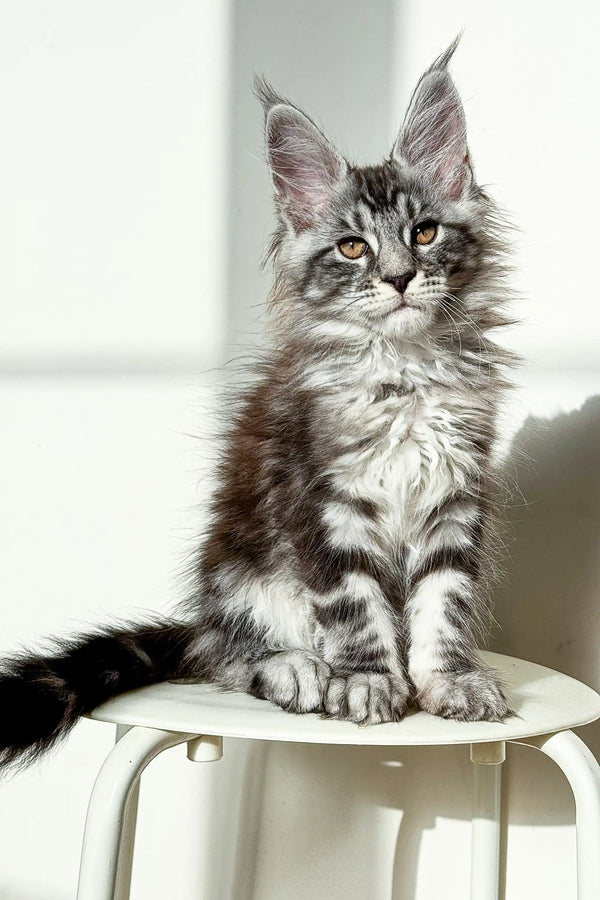 Maine Coon kitten Nickel in black silver fur with ear tufts sitting cute and upright