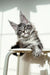 Fluffy gray Maine Coon kitten lounging on a chair for Nickel | Maine Coon Kitten