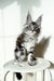 Maine Coon kitten in black silver tabby sitting pretty on a white stool