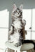 Maine Coon kitten, black silver tabby, standing upright on its hind legs