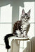 Maine Coon kitten sitting on a white stool, featuring adorable black silver tabby fur