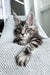 Gray tabby kitten lounging on white fabric, perfect for Maine Coon lovers