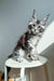 Maine Coon kitten in black silver tabby sitting on a white stool named Nickel