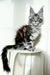 Maine Coon kitten with black silver tabby fur and ear tufts sitting on a white surface