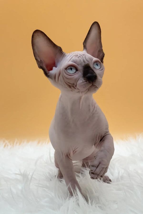 Nicky | canadian sphynx kitten