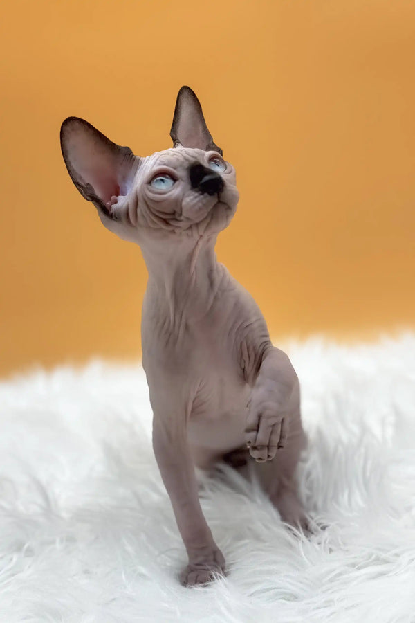 Nicky | canadian sphynx kitten