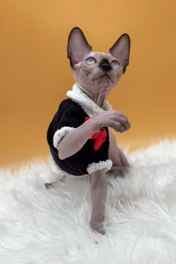 Nicky | canadian sphynx kitten