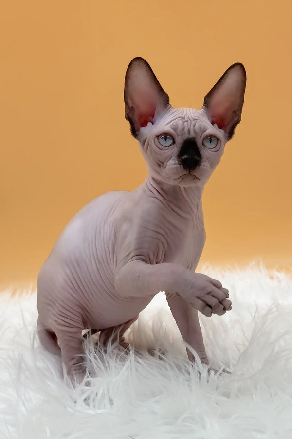 Nicky | canadian sphynx kitten
