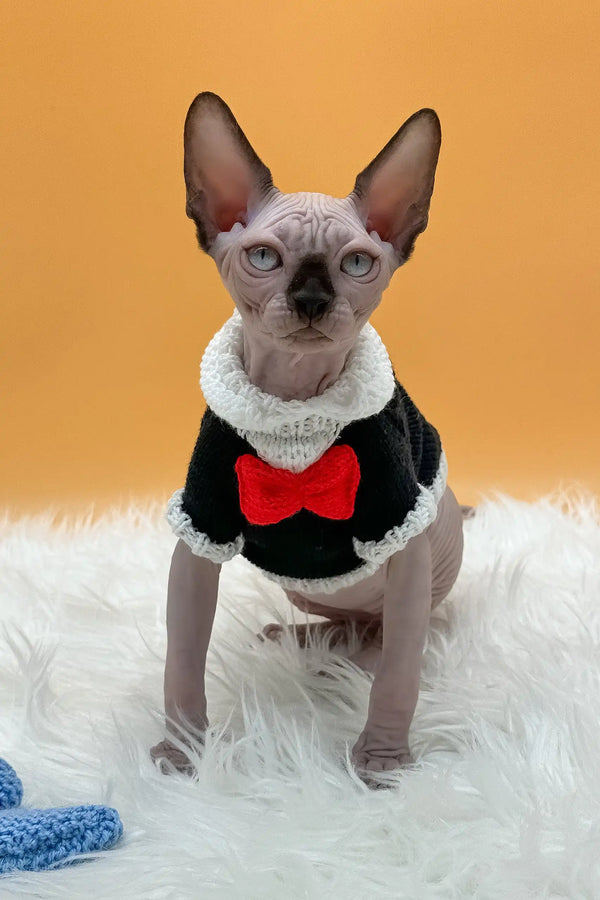 Nicky | canadian sphynx kitten