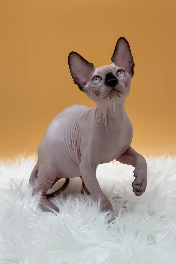 Nicky | canadian sphynx kitten