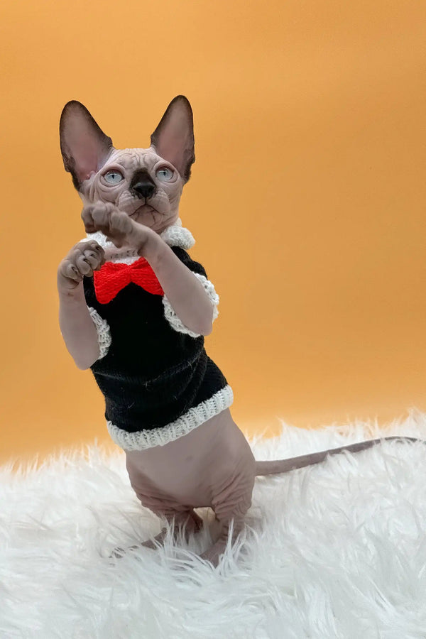 Nicky | canadian sphynx kitten