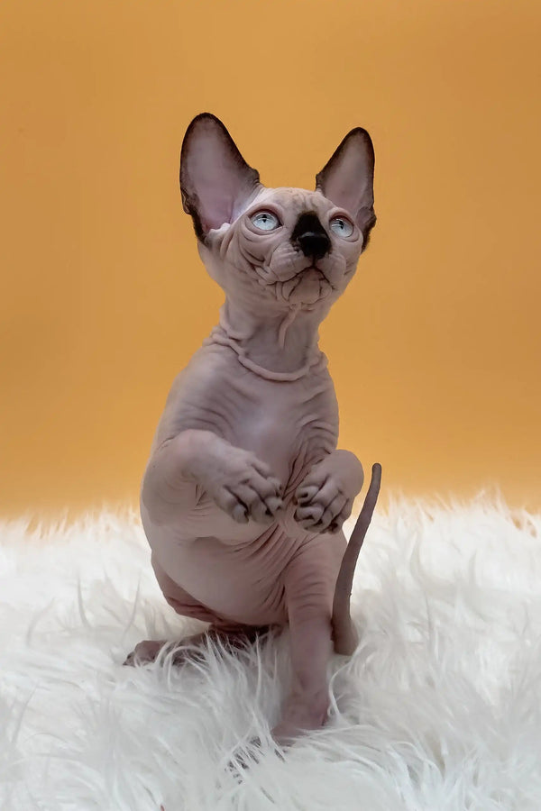 Nicky | canadian sphynx kitten