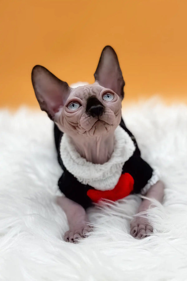 Nicky | canadian sphynx kitten