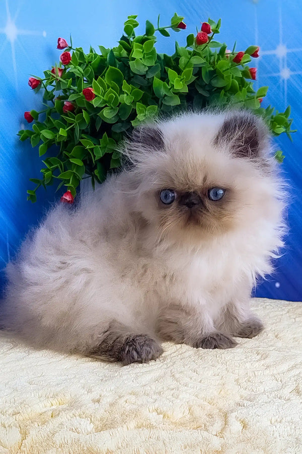 Nicolas | persian kitten