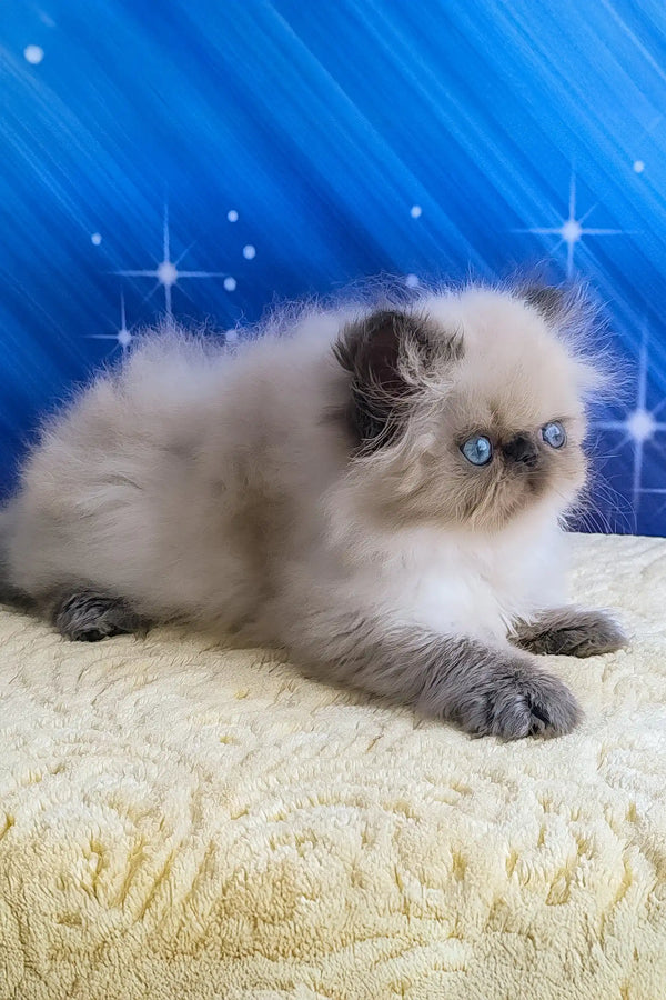 Nicolas | persian kitten