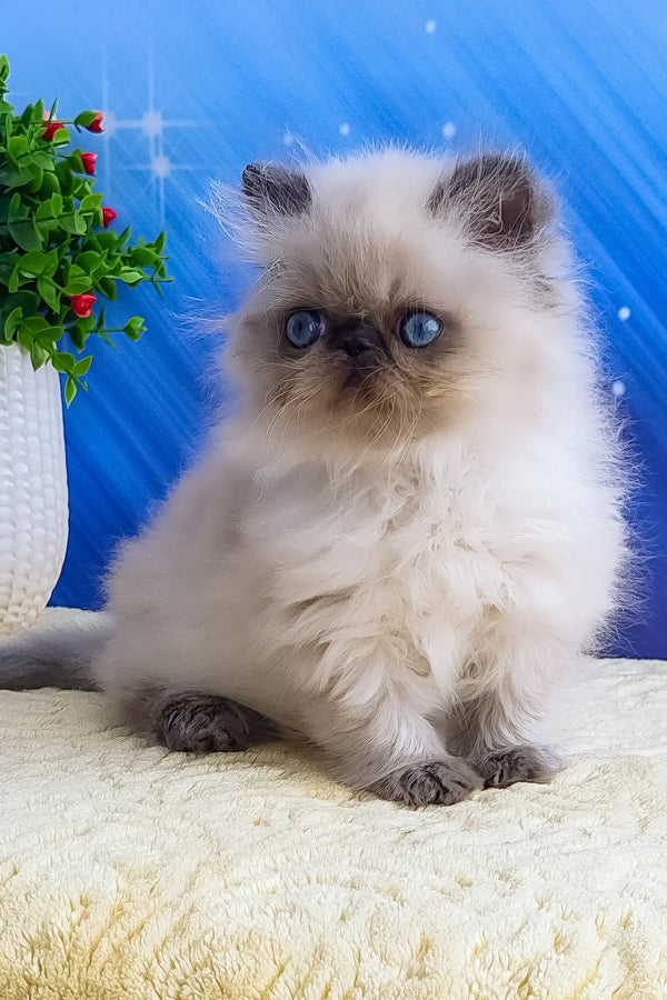 Nicolas | persian kitten