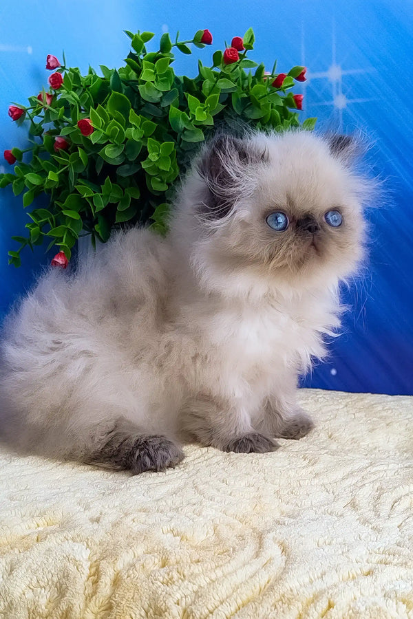 Nicolas | persian kitten