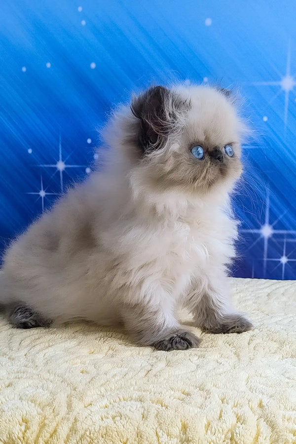 Nicolas | persian kitten