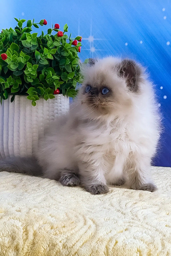 Nicolas | persian kitten