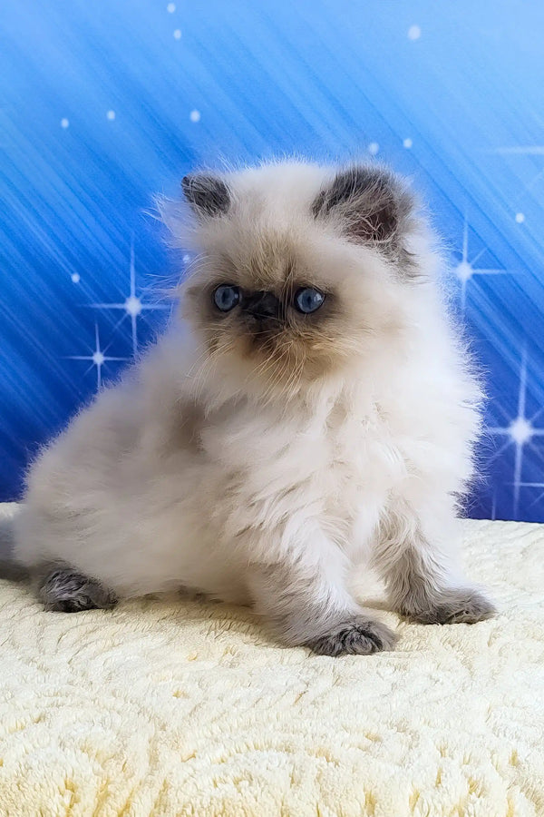Birman Burmese Persian Cat Meet Nicolas Your Fluffy Persian Kitten
