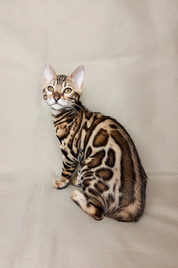 Bengal kitten Nicole with a rosette-patterned coat sitting upright and adorable