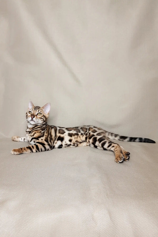 Bengal kitten Nicole lounging on her side, showcasing her beautiful spotted coat