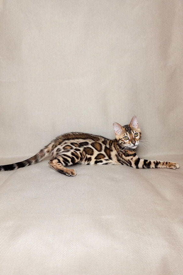 Bengal kitten Nicole with a spotted coat lounging cutely on her side
