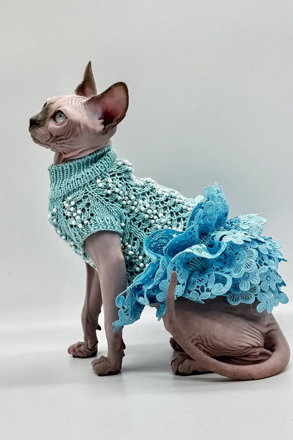 Nicole | canadian sphynx kitten