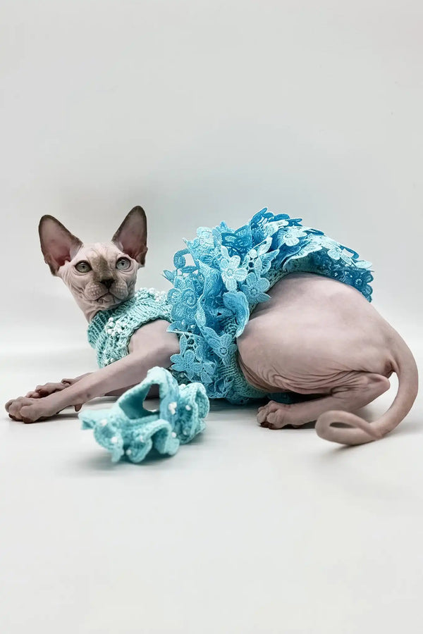Nicole | canadian sphynx kitten