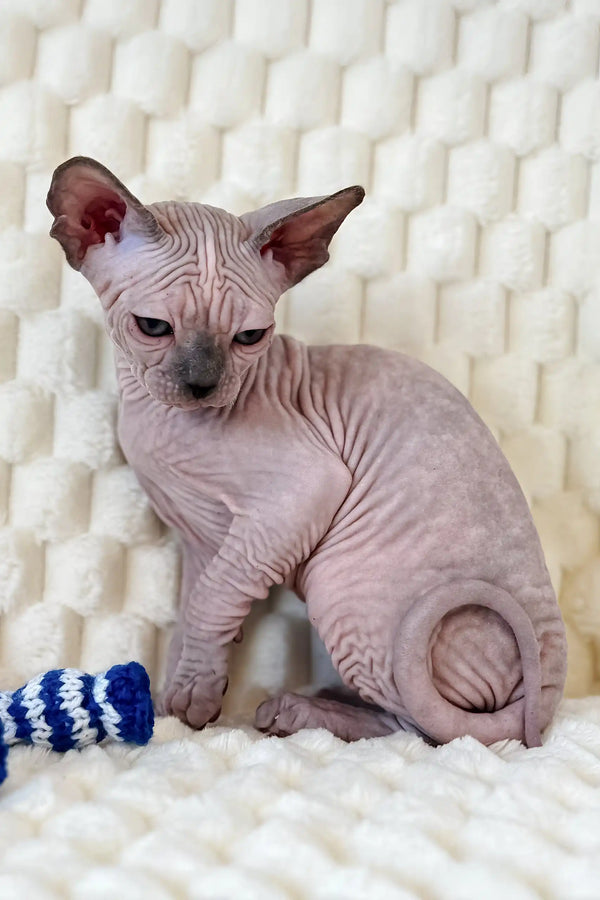 Nicole | canadian sphynx kitten