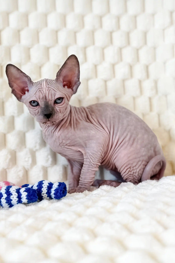 Nicole | canadian sphynx kitten