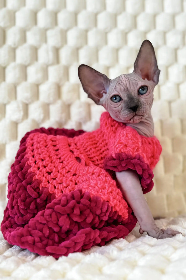 Nicole | canadian sphynx kitten