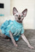 Nicole | canadian sphynx kitten