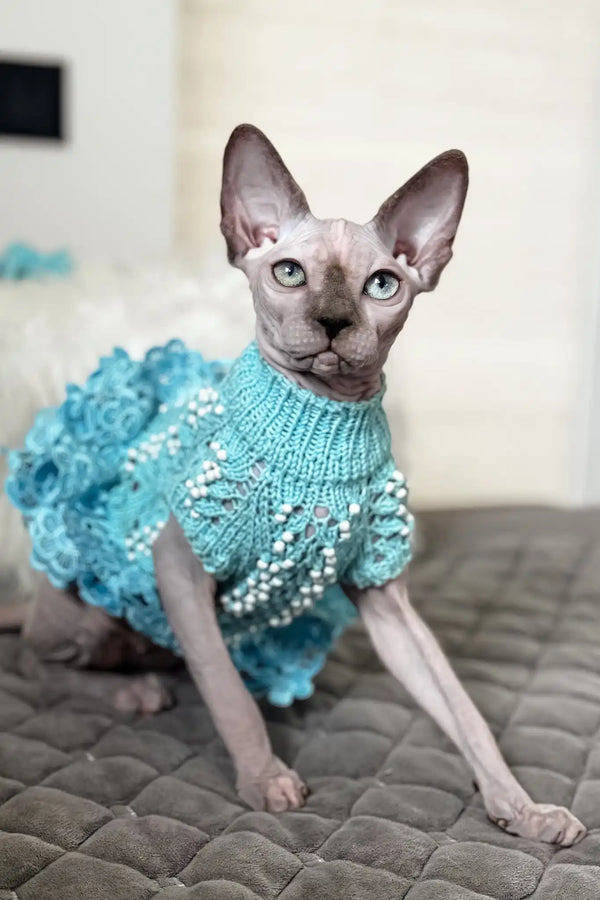 Nicole | canadian sphynx kitten