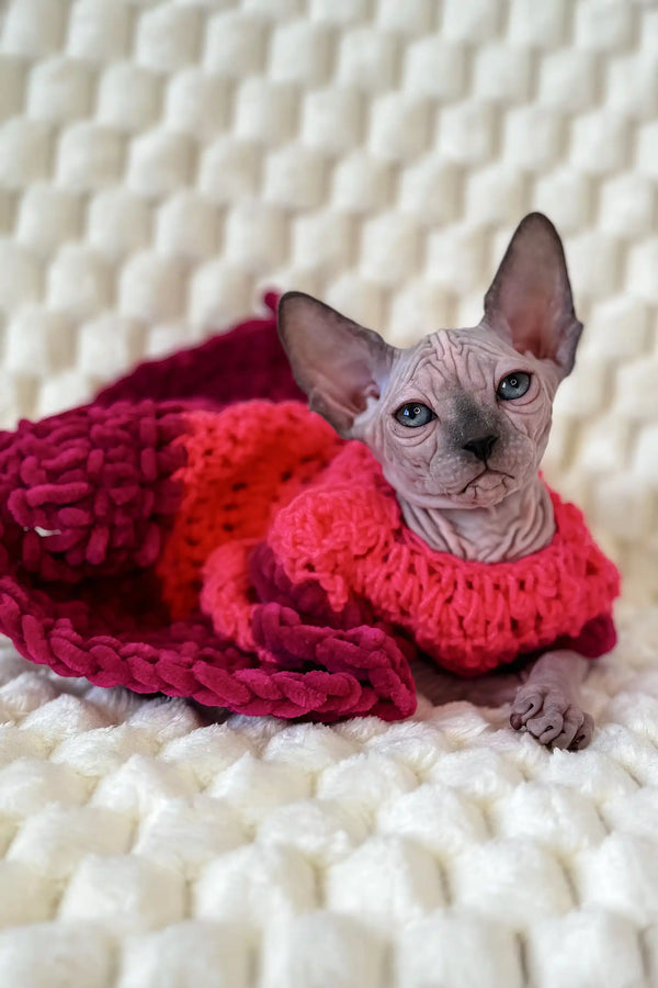 Nicole | canadian sphynx kitten
