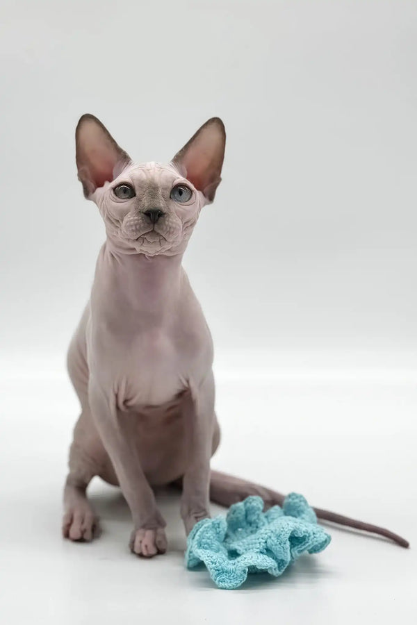 Nicole | canadian sphynx kitten