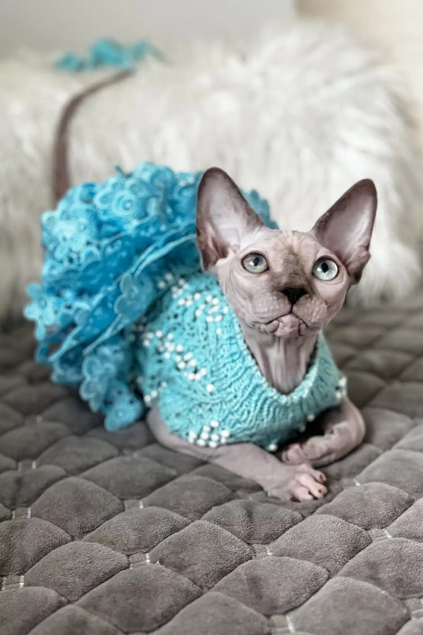 Nicole | canadian sphynx kitten