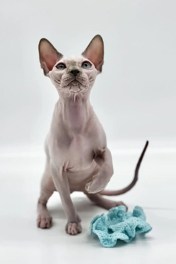 Nicole | canadian sphynx kitten