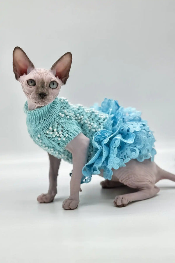 Nicole | canadian sphynx kitten