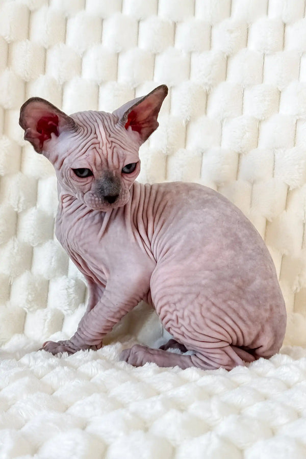 Nicole | canadian sphynx kitten